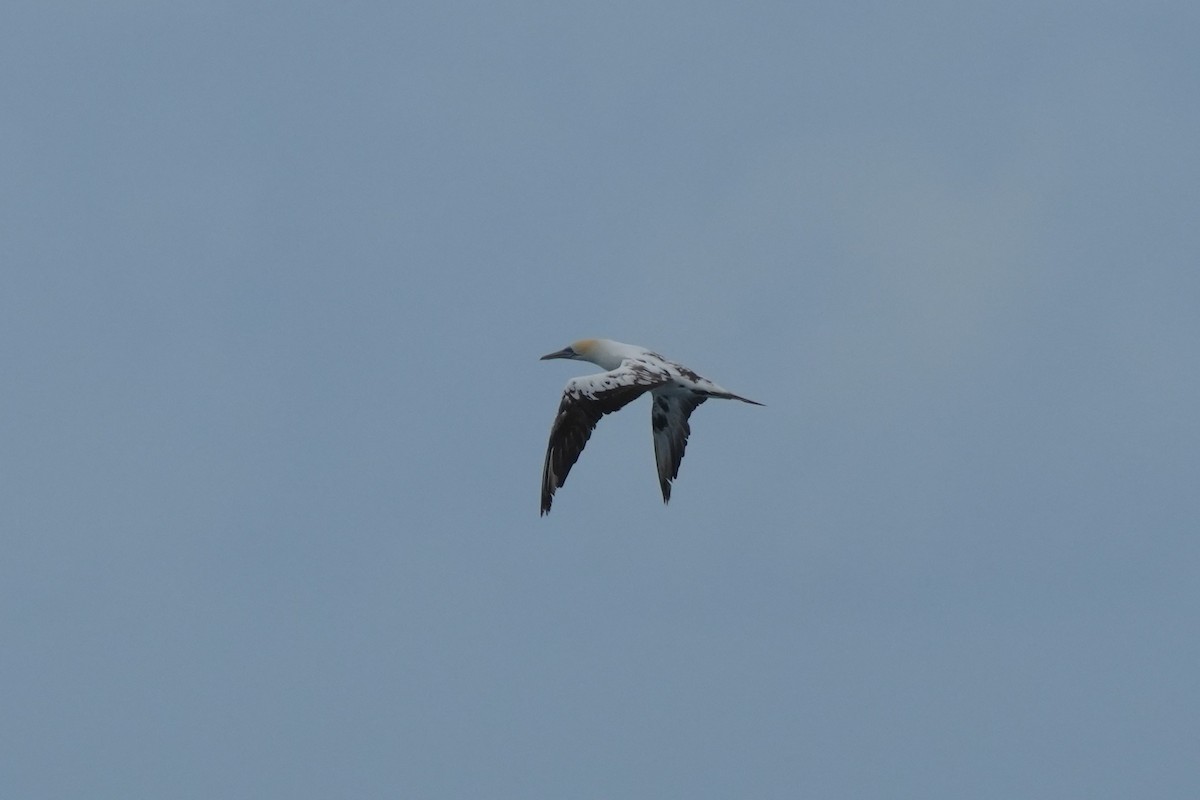 Fou austral - ML646891829