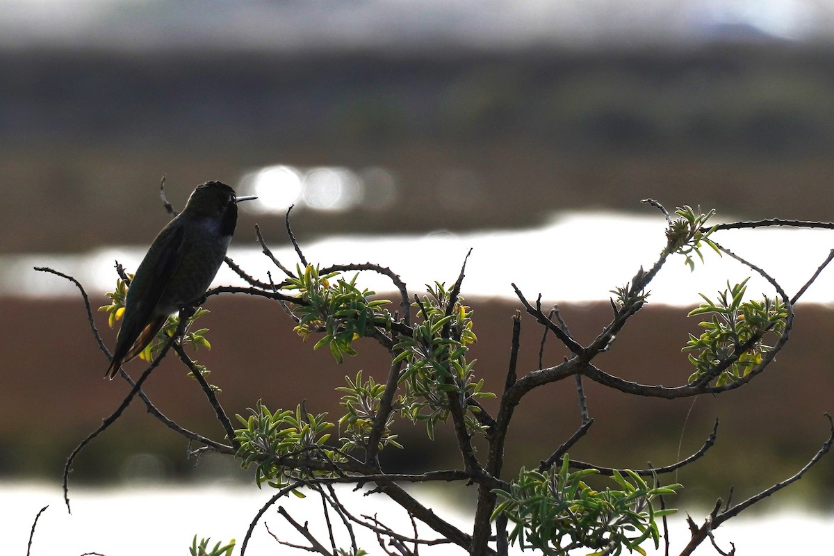 Colibri d'Anna - ML646891830