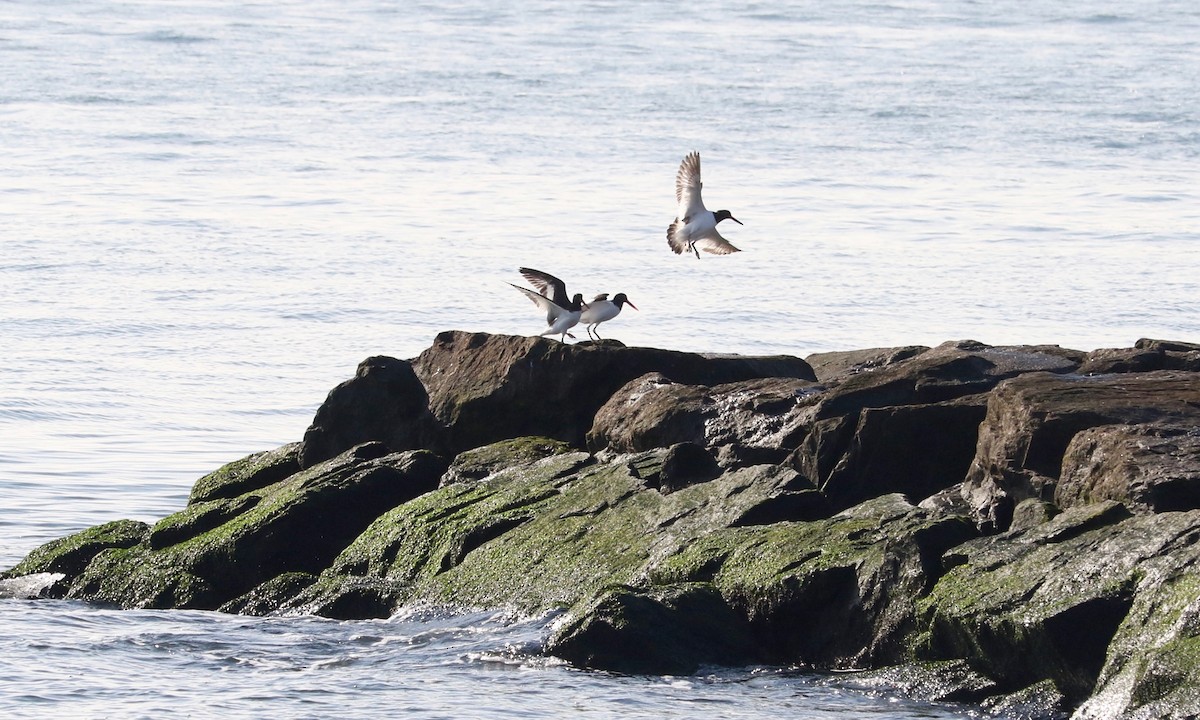 Huîtrier d'Amérique - ML646891831