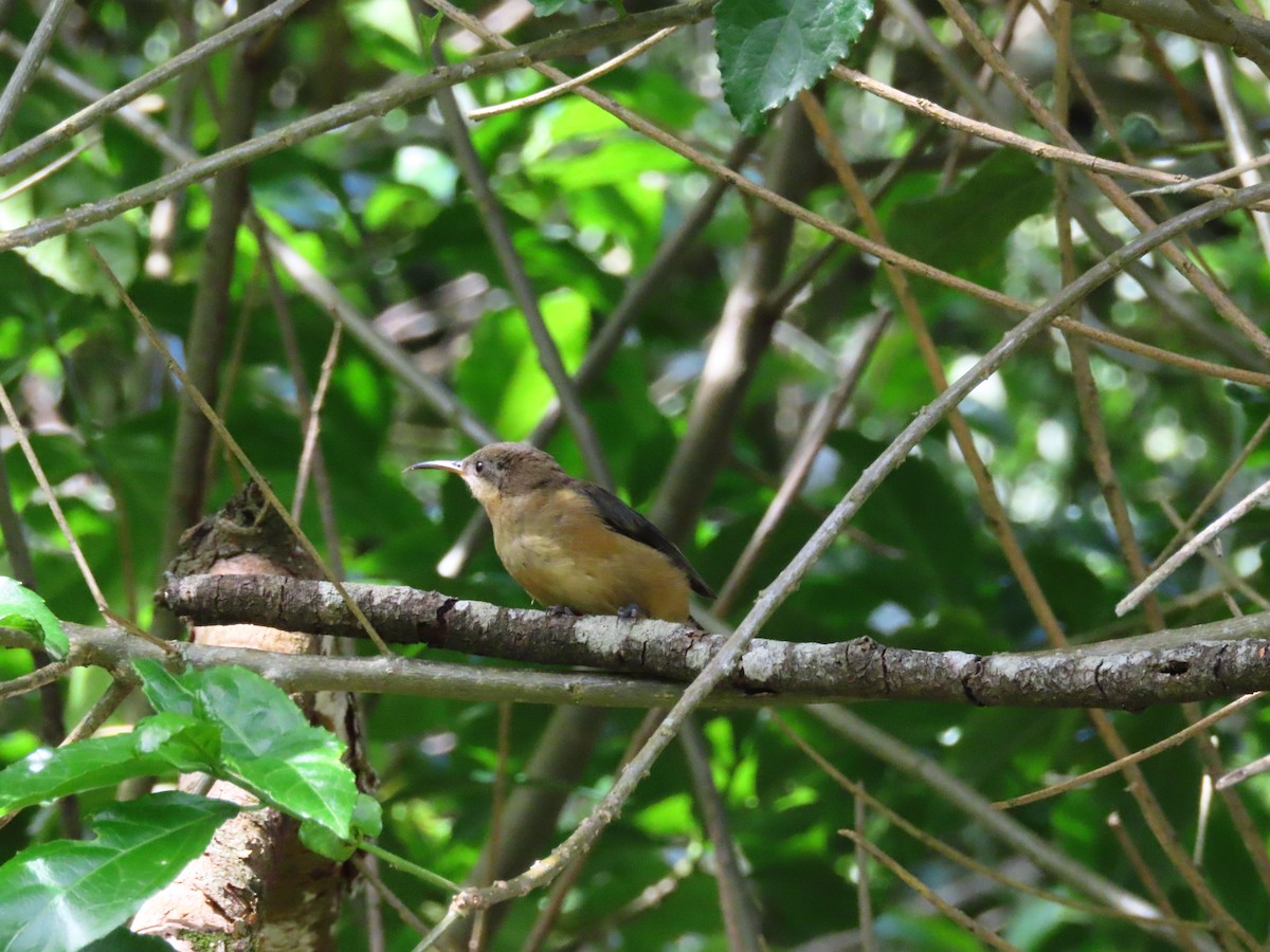 Méliphage à bec grêle - ML646891832
