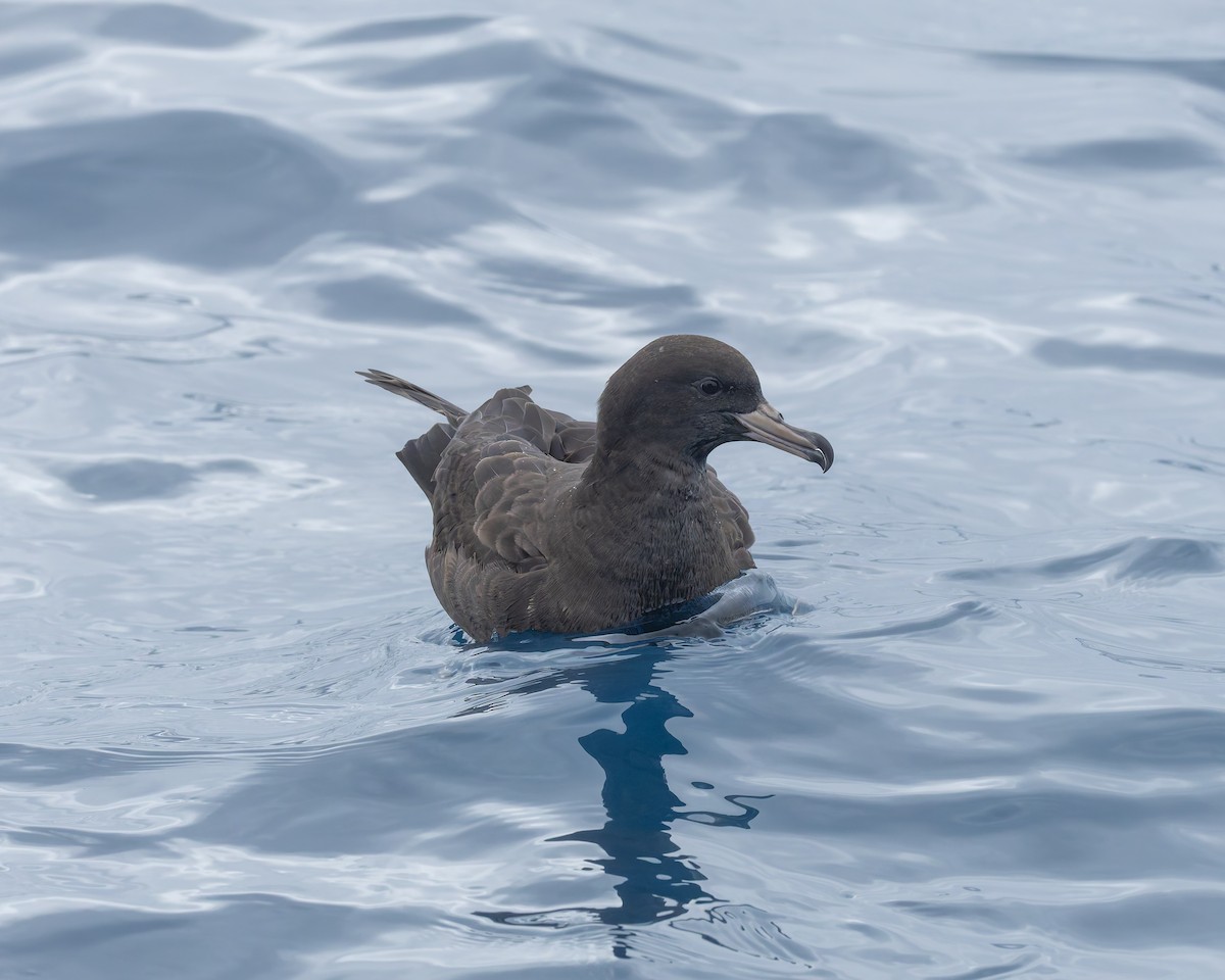 Blassfuß-Sturmtaucher - ML646891835