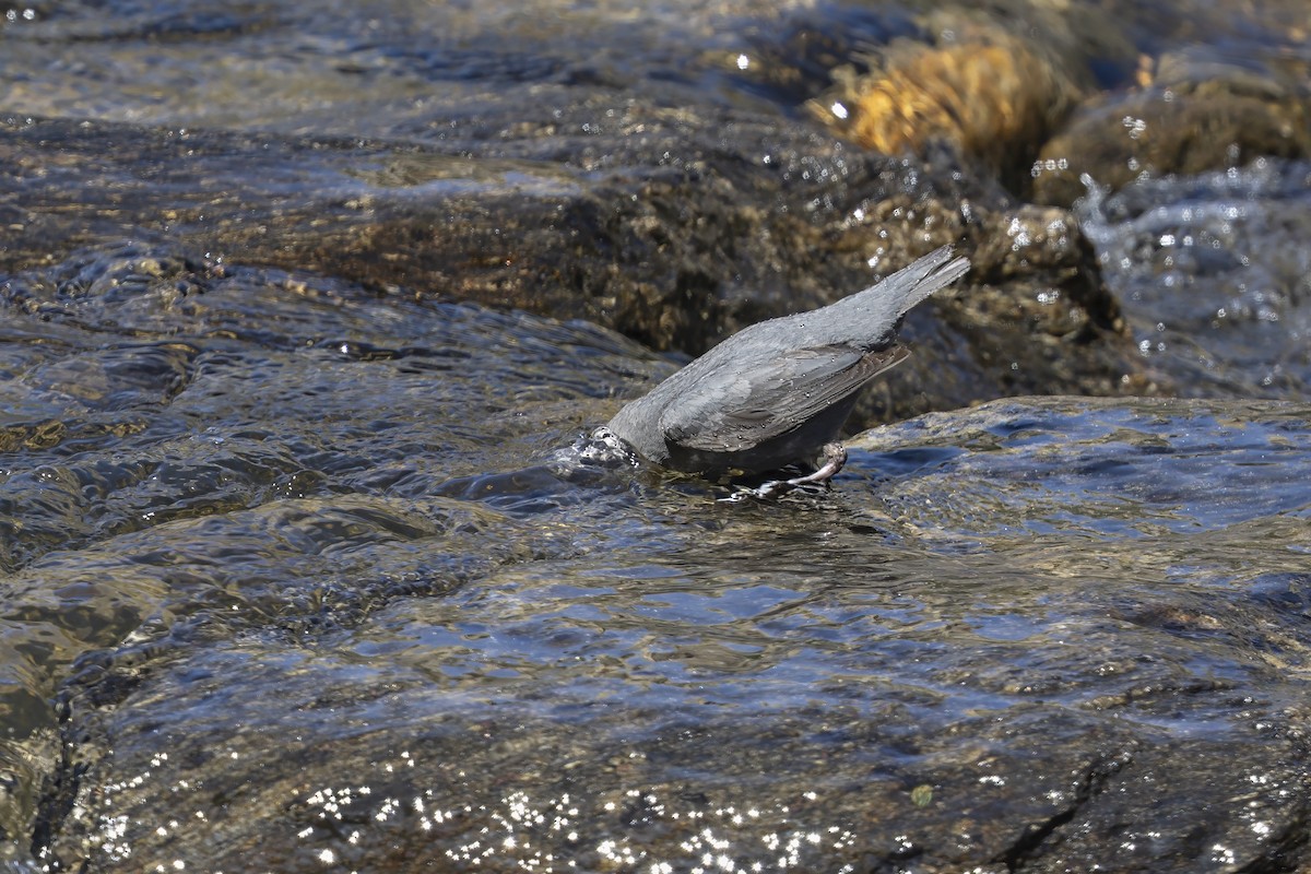 Cincle d'Amérique - ML646891836