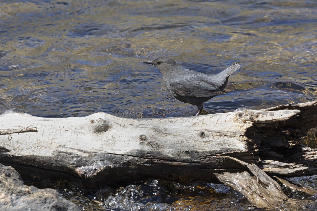 Cincle d'Amérique - ML646891837