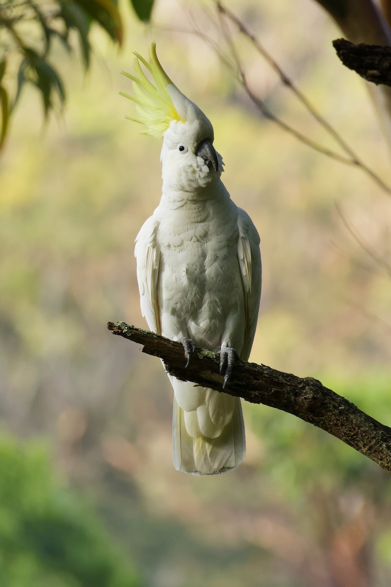 Sulphur-crested Cockatoo - ML646891838