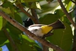 Bulbul des jardins - ML646891840