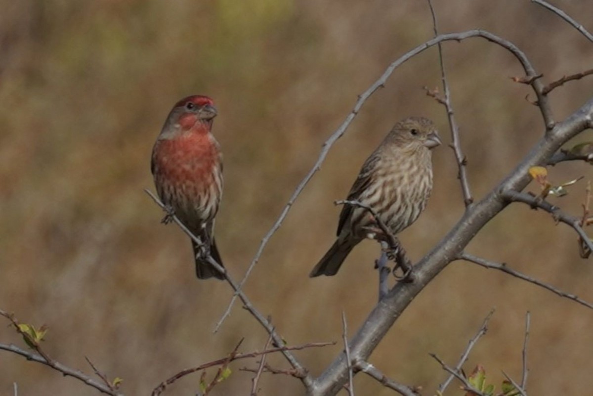 Roselin familier - ML646891841