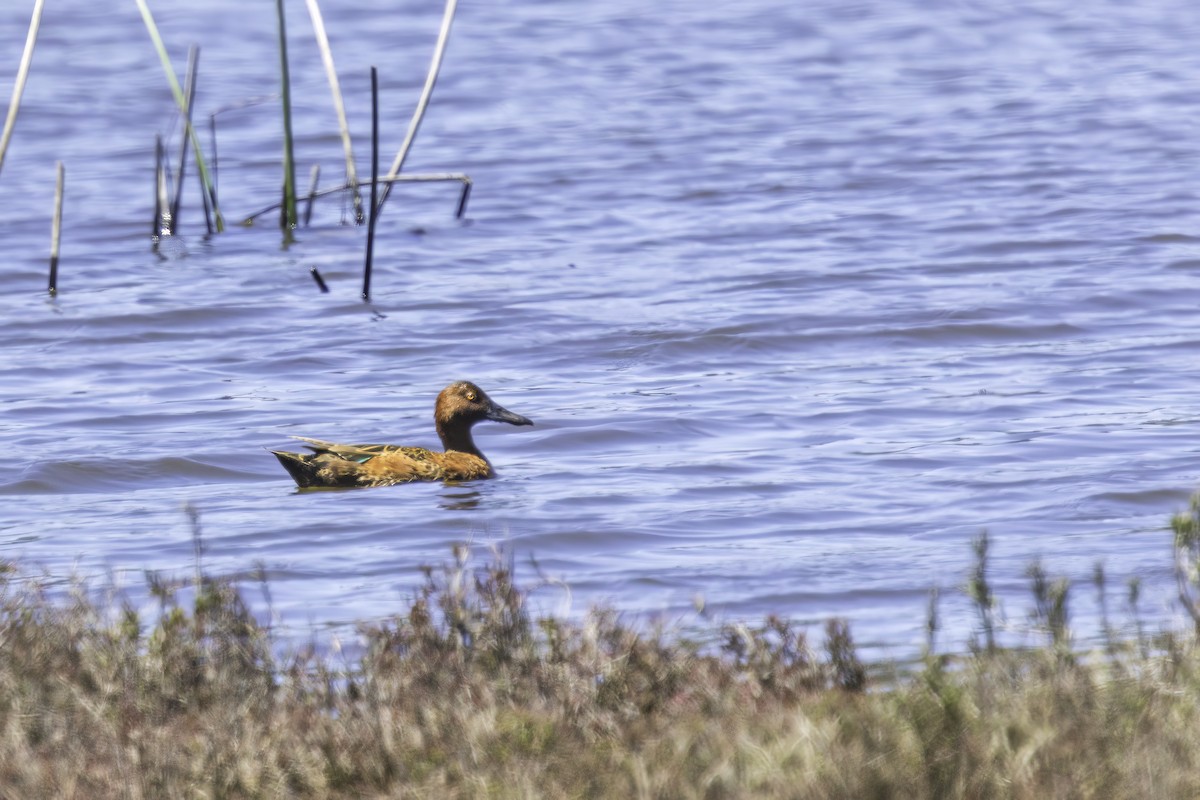 Zertzeta kanelakara - ML646891842