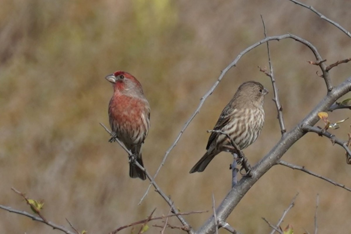 Roselin familier - ML646891843