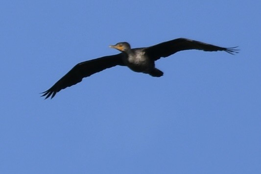 Cormoran à aigrettes - ML646891845