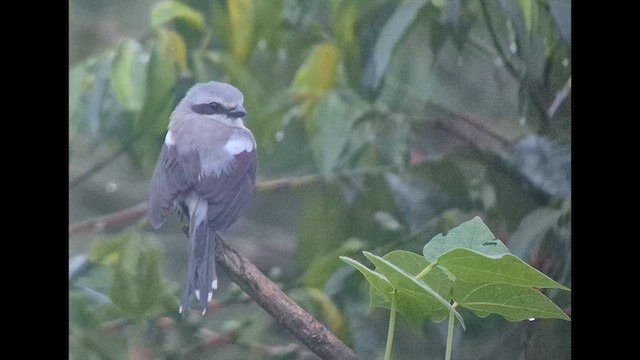 Сорокопуд білокрилий - ML646891846