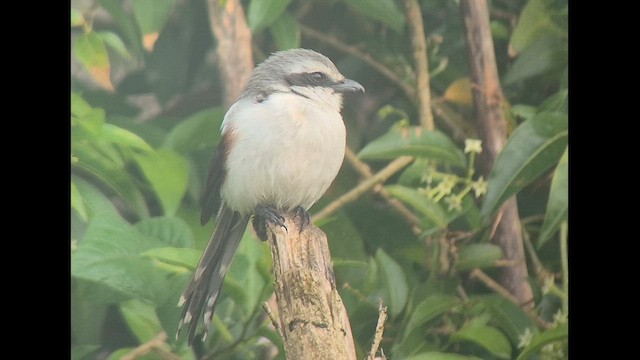 Сорокопуд білокрилий - ML646891847