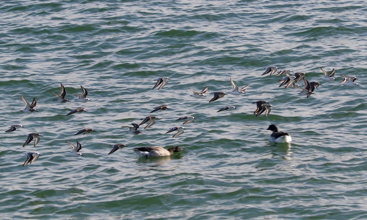 חופית אלפינית - ML646891848