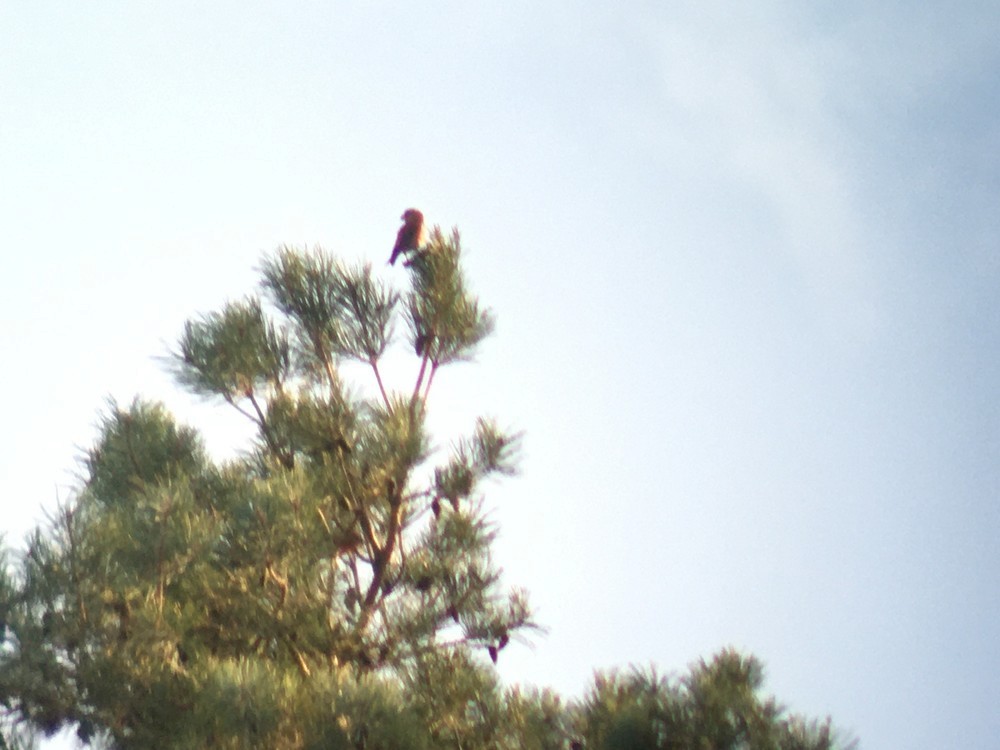 Parrot Crossbill - ML646891849