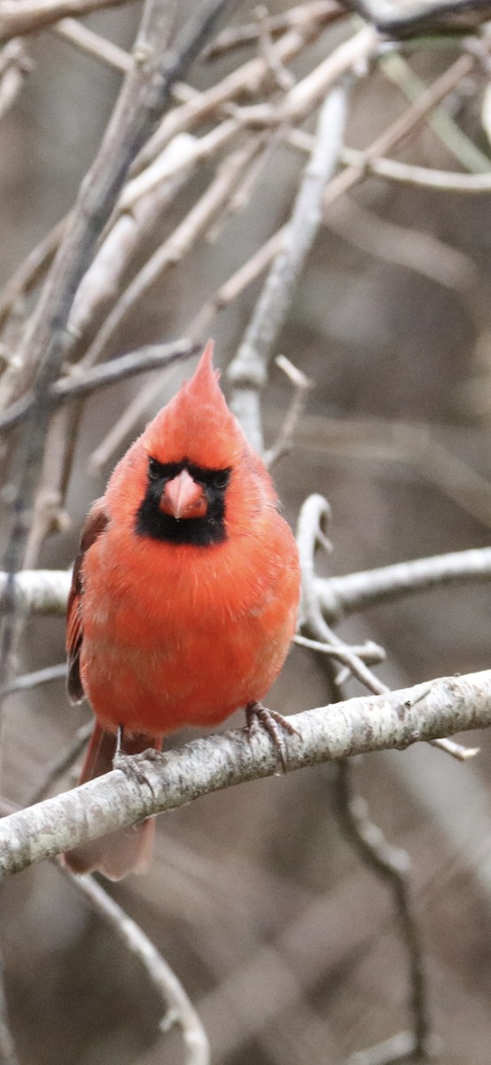 Northern Cardinal - ML646891854