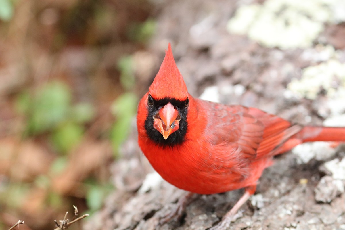 Northern Cardinal - ML646891855