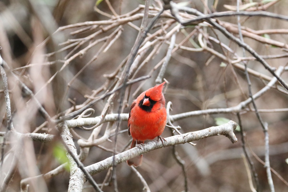 Northern Cardinal - ML646891856