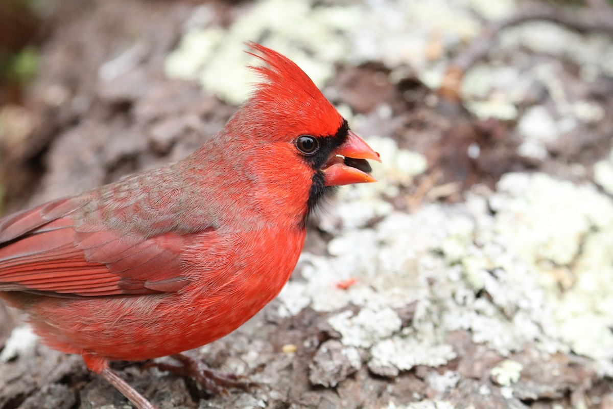 Northern Cardinal - ML646891857
