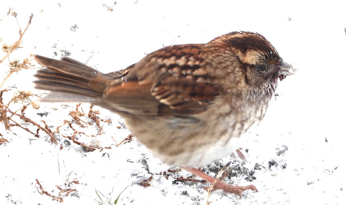 Бруант білогорлий - ML646891860