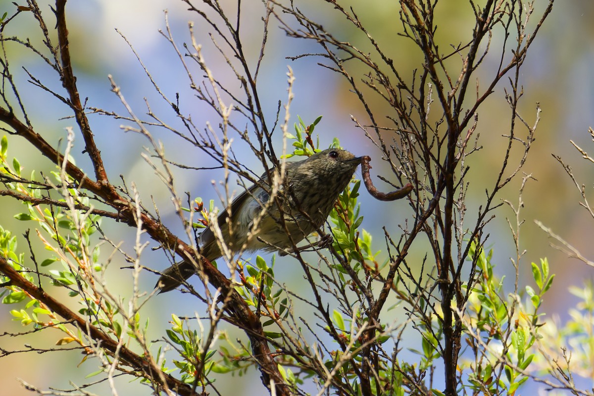 Brown Thornbill - ML646891861
