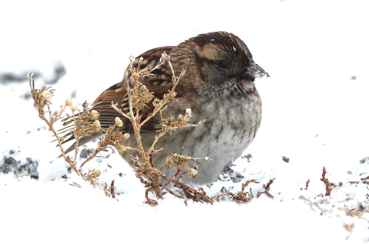 Бруант білогорлий - ML646891864