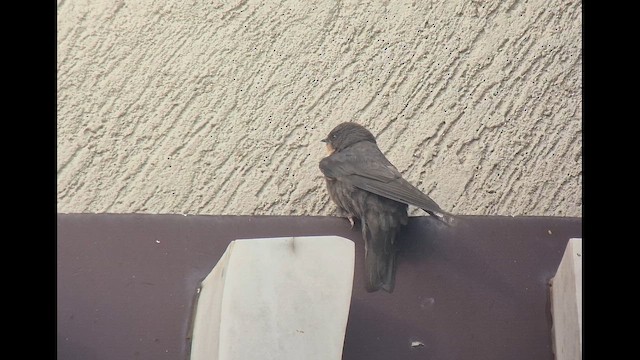 Red-throated Crag-Martin - ML646891866
