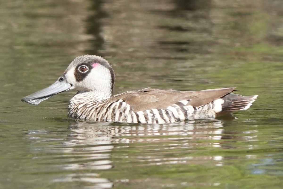 Pink-eared Duck - ML646891867