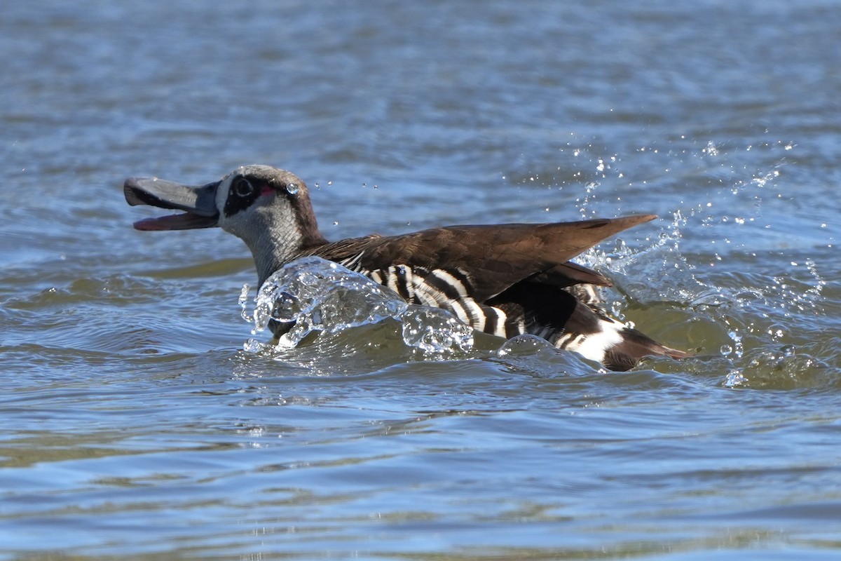 Pink-eared Duck - ML646891868