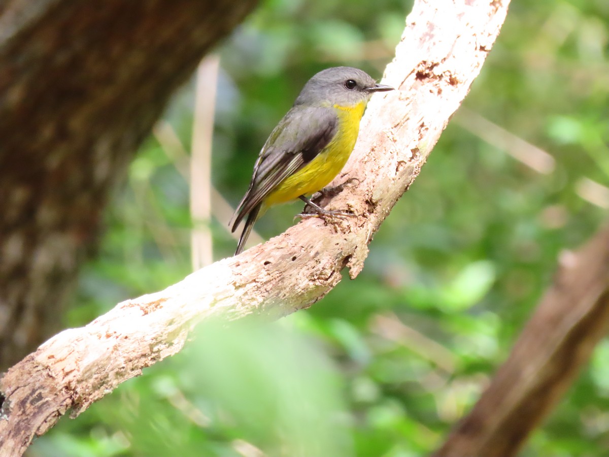 Eastern Yellow Robin - ML646891869