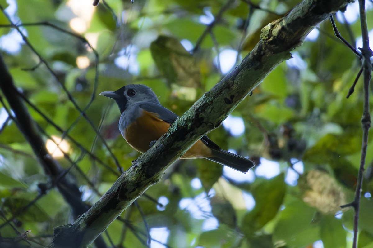 Black-faced Monarch - ML646891870