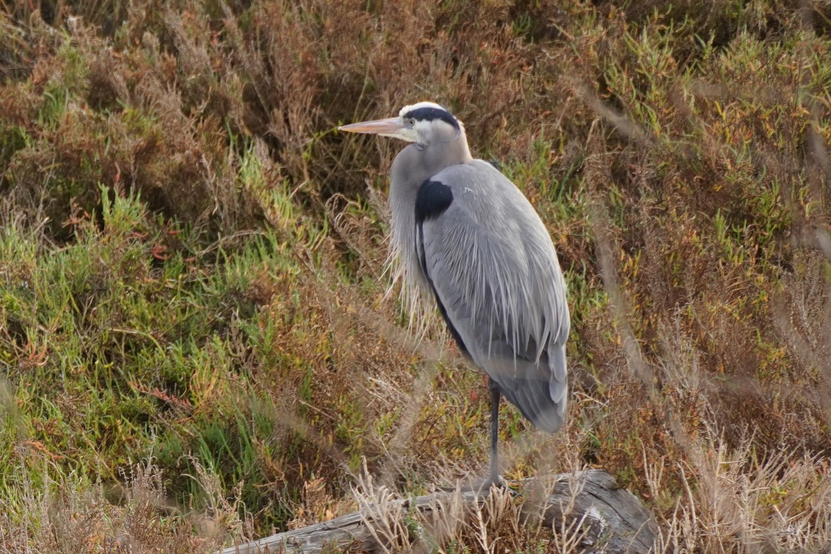 אנפה אמריקנית - ML646891872