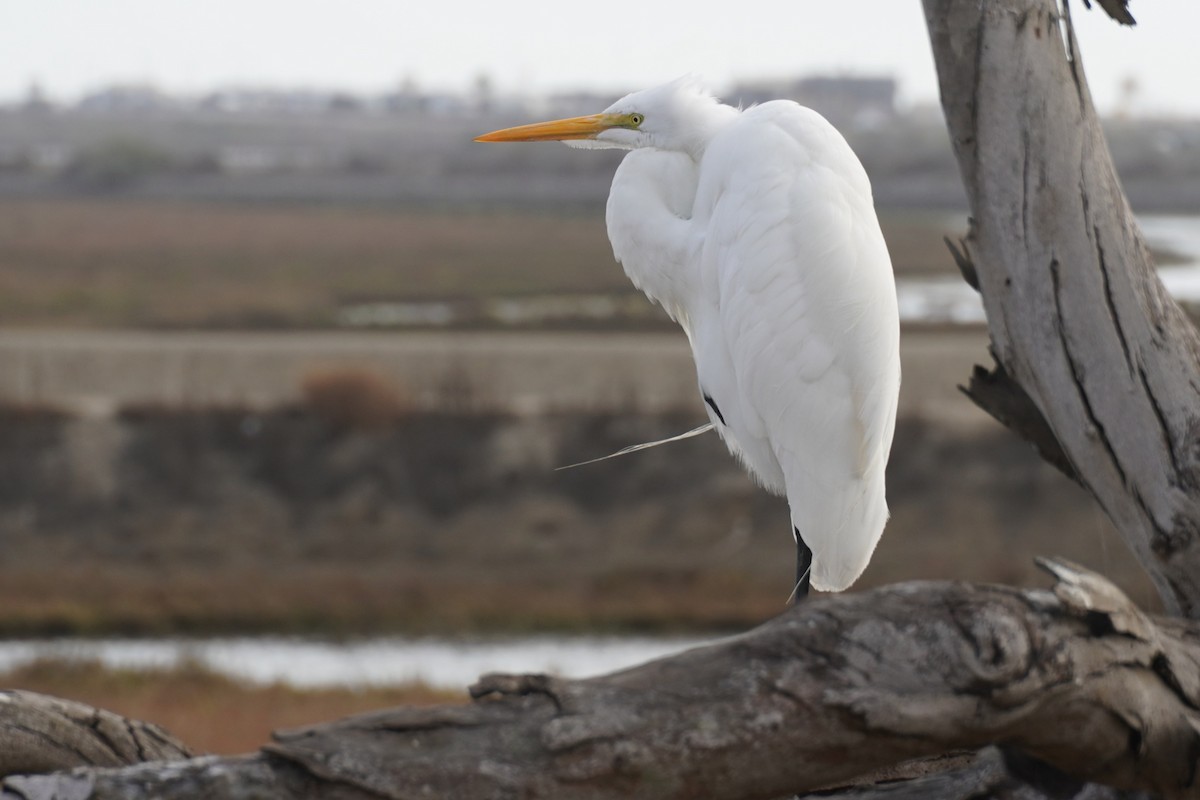 לבנית גדולה - ML646891873