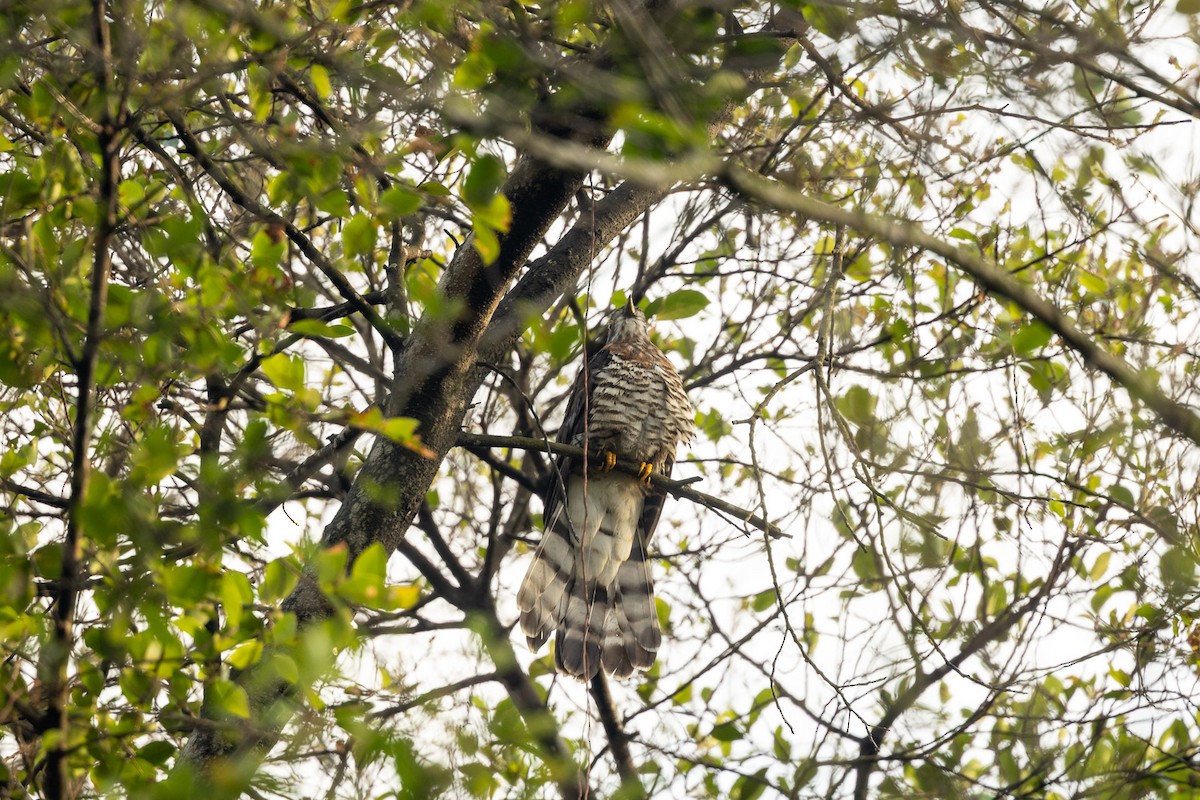 Large Hawk-Cuckoo - ML646891874