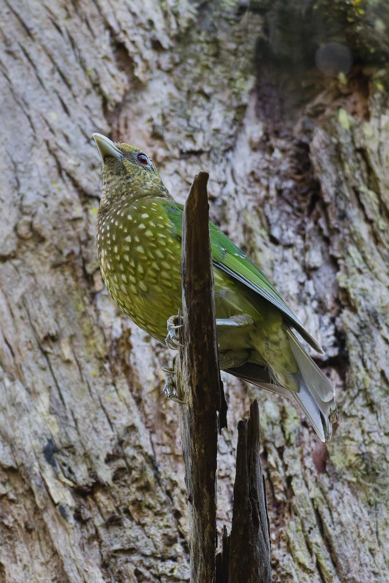 Green Catbird - ML646891877