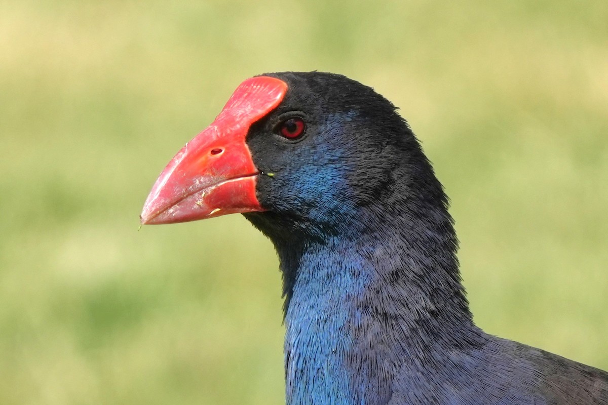 Australasian Swamphen - ML646891879