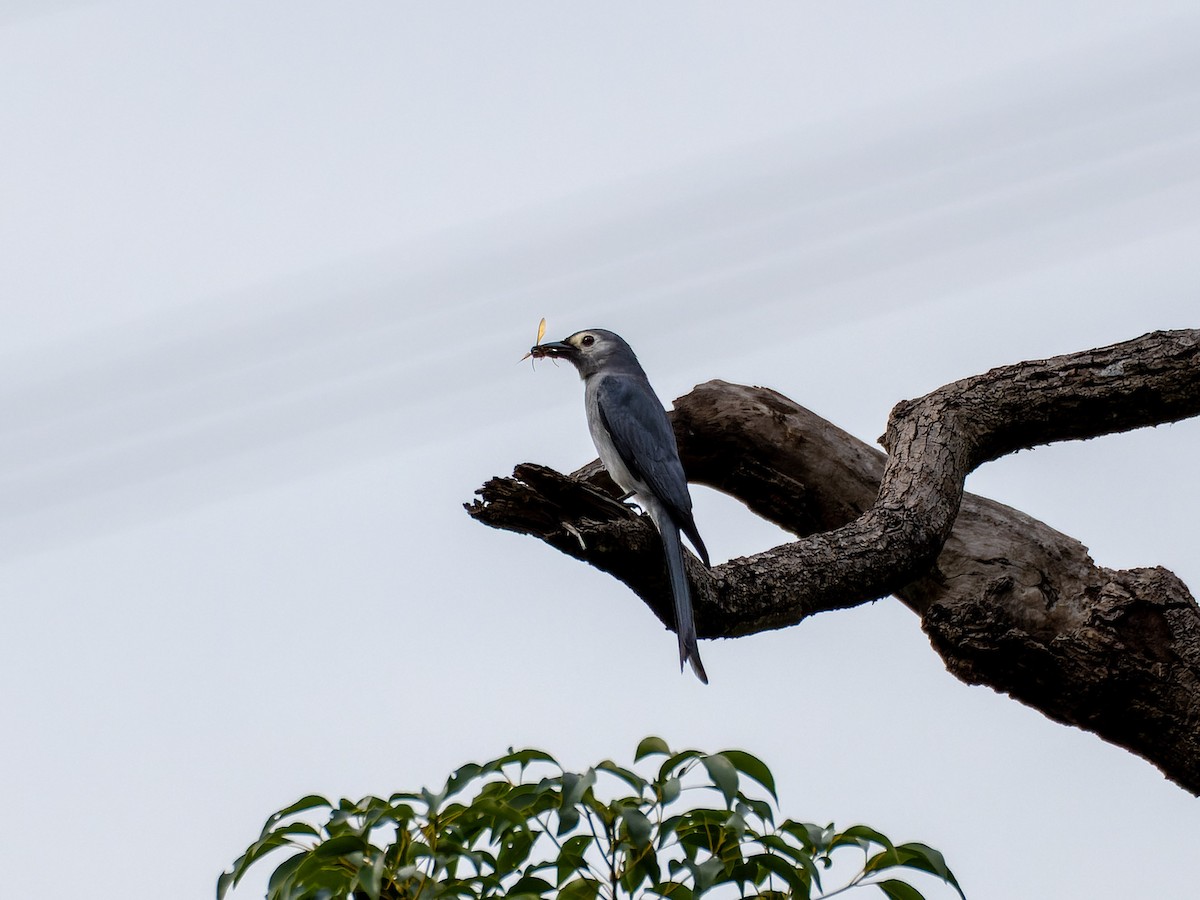 ハイイロオウチュウ - ML646891880