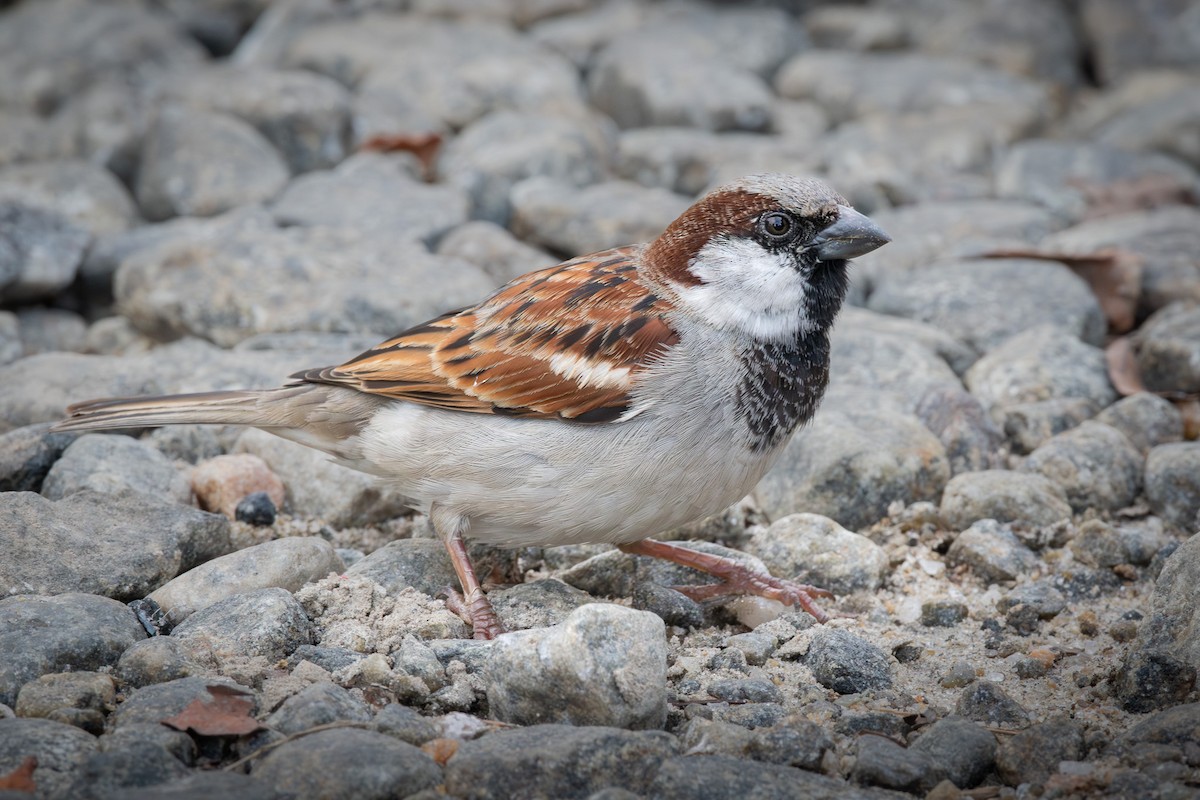 Moineau domestique (groupe indicus) - ML646891881