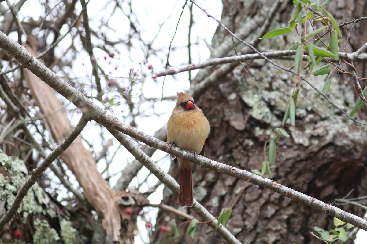 Northern Cardinal - ML646891887