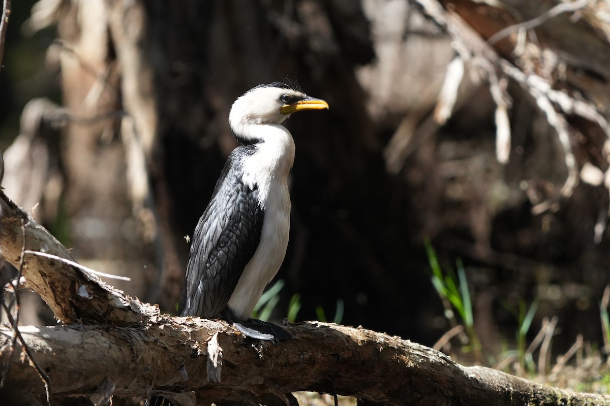 Little Pied Cormorant - ML646891892