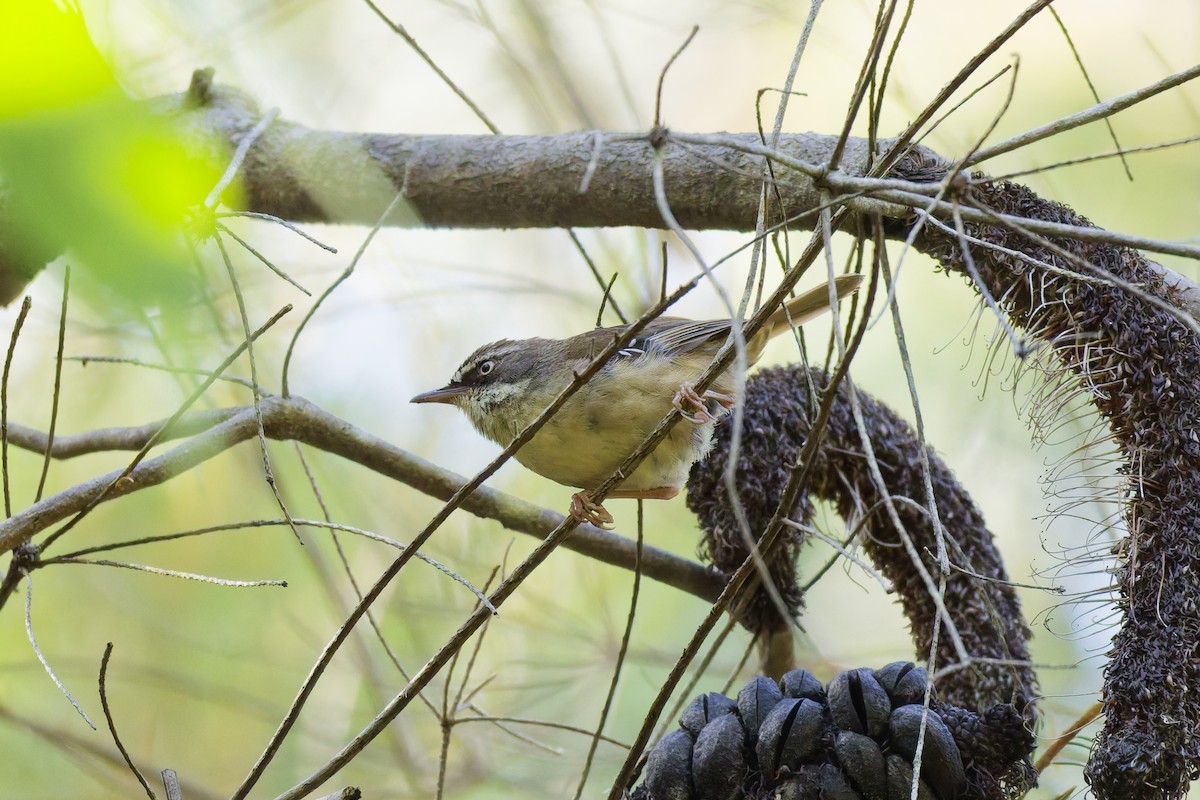 White-browed Scrubwren - ML646891897