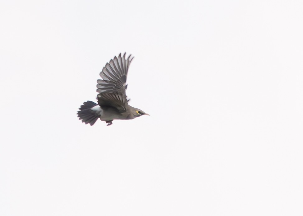Wattled Starling - ML646891898