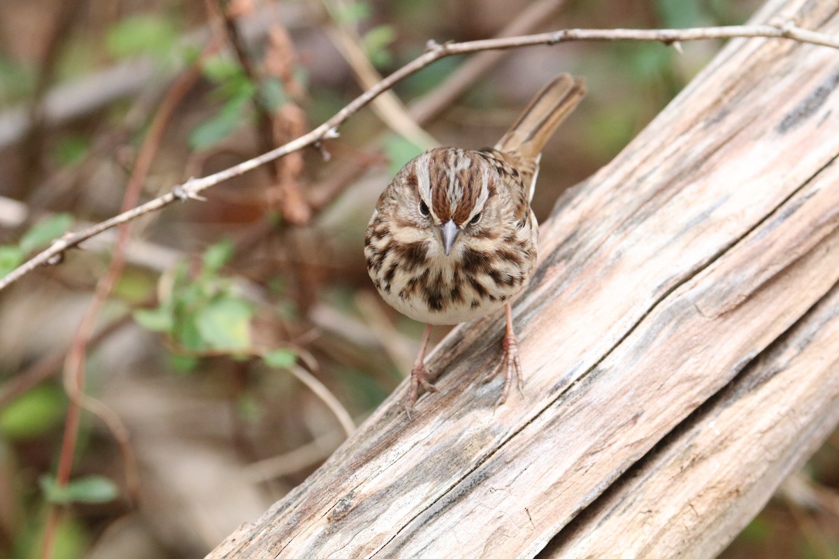 Song Sparrow - ML646891902