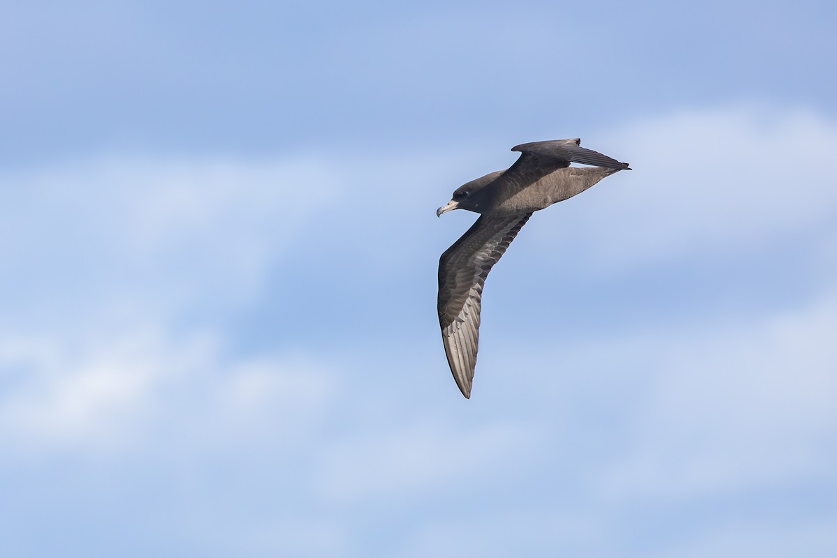 Blassfuß-Sturmtaucher - ML646891903