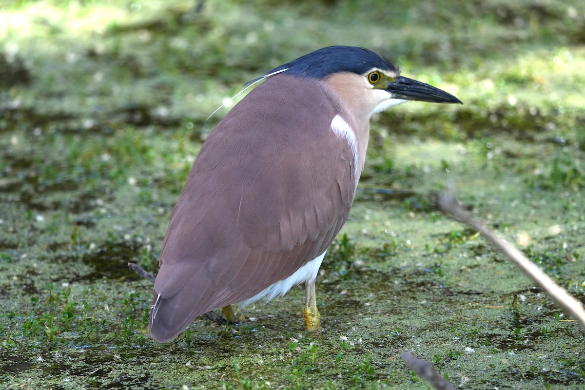 Nankeen Night Heron - ML646891906