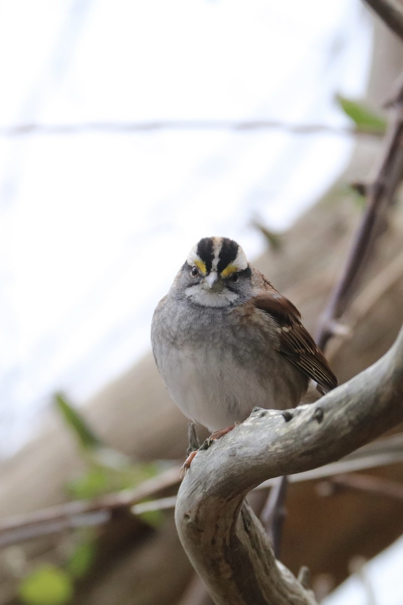 White-throated Sparrow - ML646891910