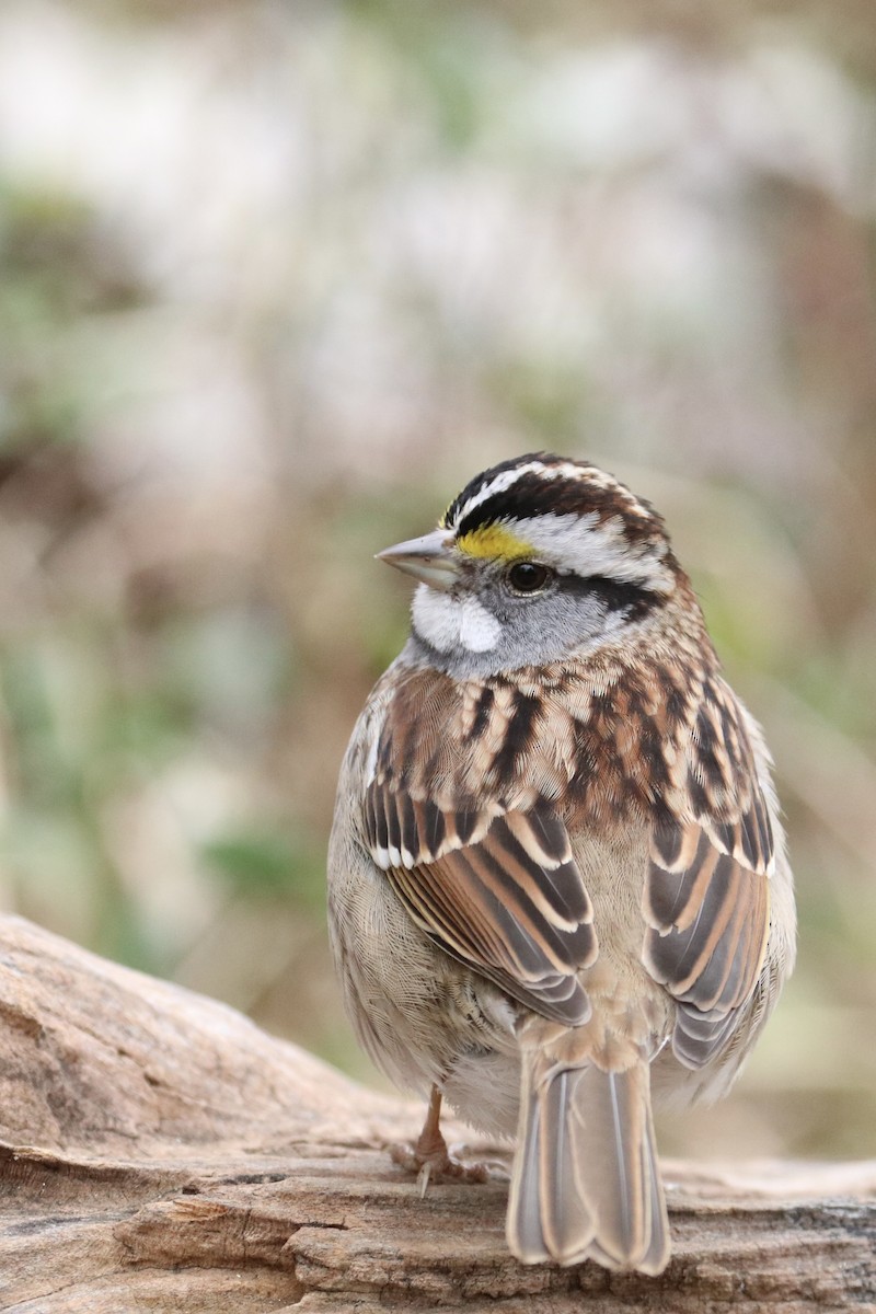 White-throated Sparrow - ML646891911