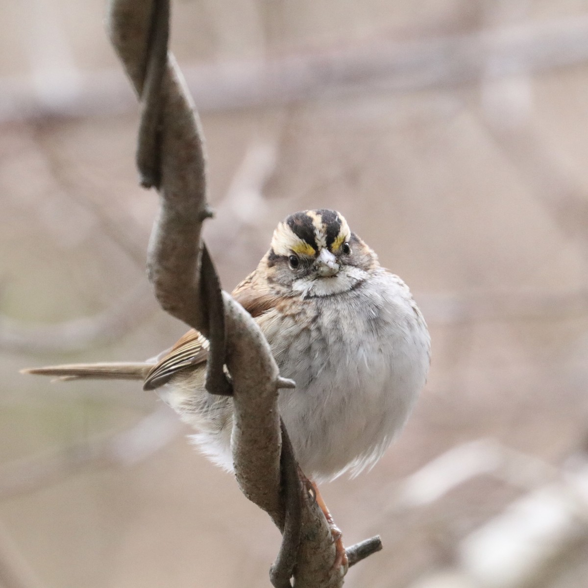 White-throated Sparrow - ML646891912
