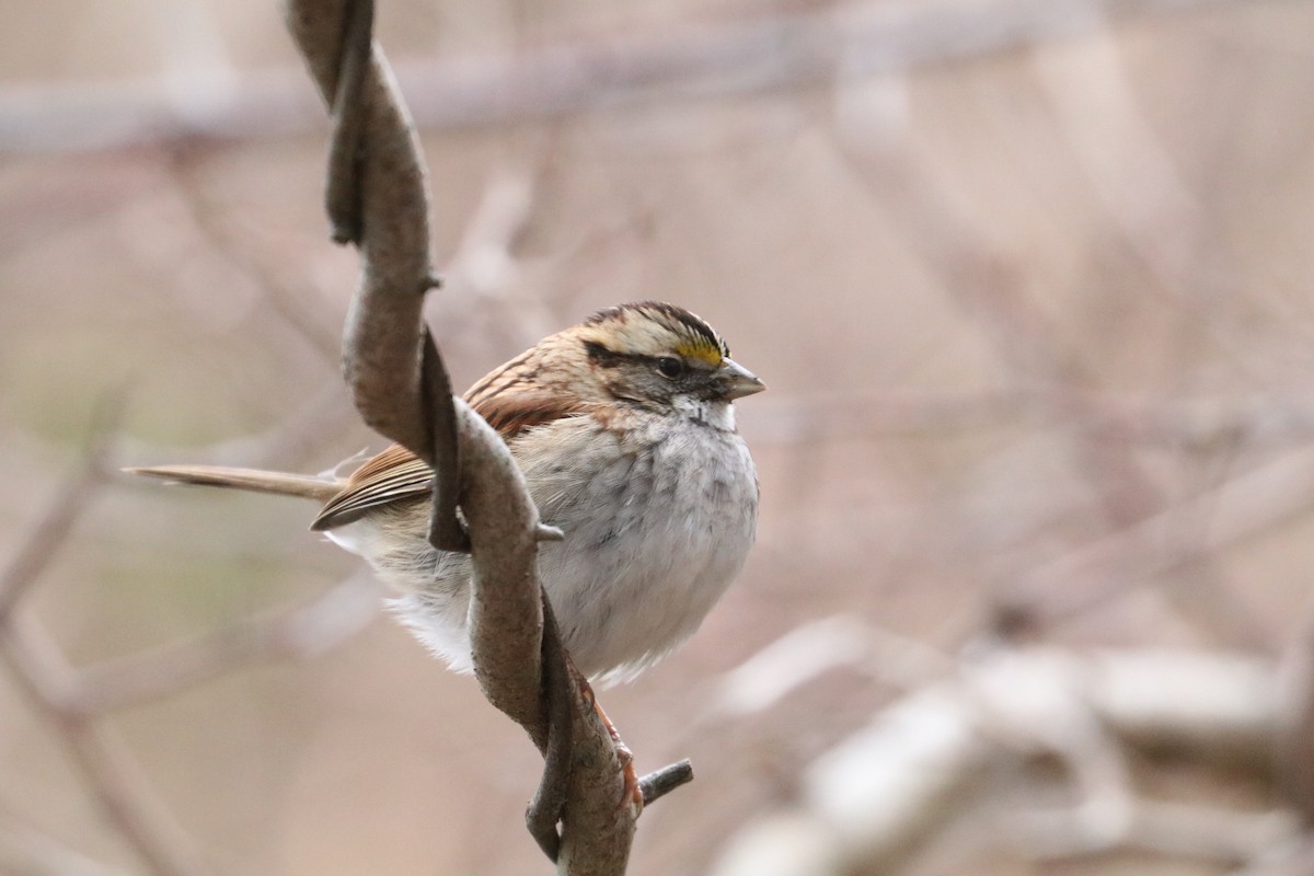 White-throated Sparrow - ML646891913