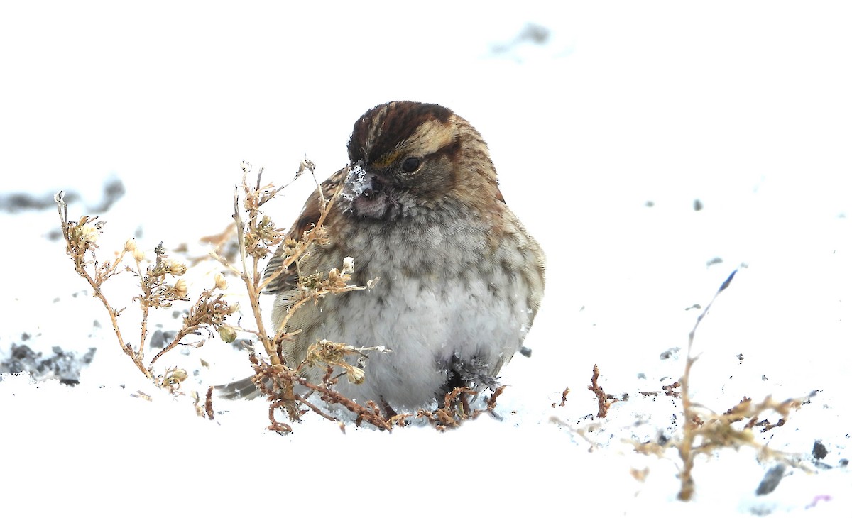 Бруант білогорлий - ML646891914