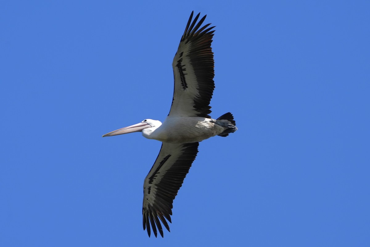 Australian Pelican - ML646891916