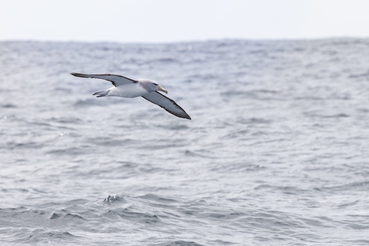 サルビンアホウドリ - ML646891920